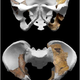 Image for article titled Scientists unveil a newly-discovered, ancient human ancestor